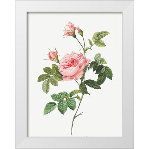 Boursault Rose, Rose Turbine without Thorns, Rosa Inermis White Modern Wood Framed Art Print by Redoute, Pierre Joseph