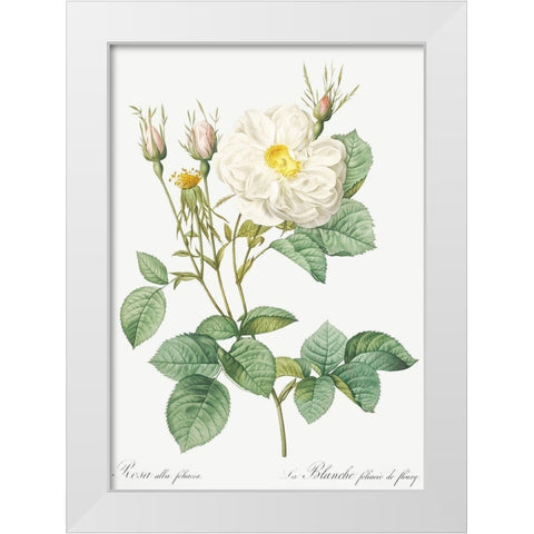 Rosa Alba, White Leaf of Fleury, Rosa alba foliacea White Modern Wood Framed Art Print by Redoute, Pierre Joseph