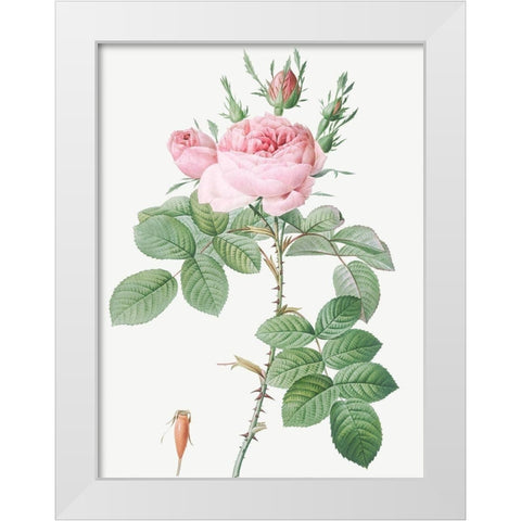 Rosa Bifera Officinalis, Rose of Perfume White Modern Wood Framed Art Print by Redoute, Pierre Joseph