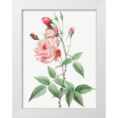 Old Blush China, Common Rose of India, Rosa Indica Vulgaris White Modern Wood Framed Art Print by Redoute, Pierre Joseph