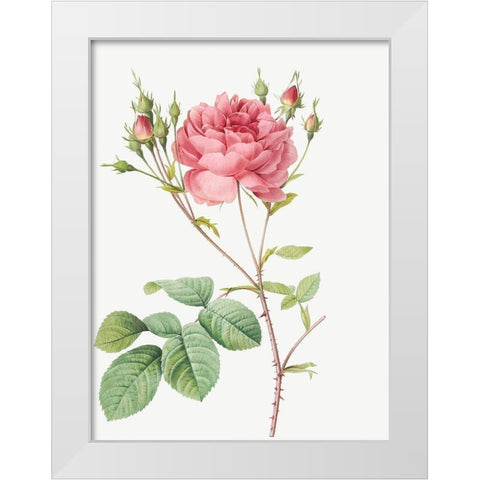 Cumberland Rose, Rosa Centifolia Anglica Rubra White Modern Wood Framed Art Print by Redoute, Pierre Joseph