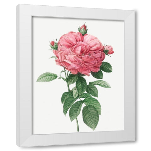 Giant French Rose Bloom, Provins rosebush with gigantic flower, Rosa gallica flore giganteo White Modern Wood Framed Art Print by Redoute, Pierre Joseph
