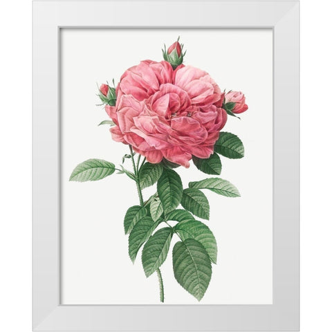 Giant French Rose Bloom, Provins rosebush with gigantic flower, Rosa gallica flore giganteo White Modern Wood Framed Art Print by Redoute, Pierre Joseph