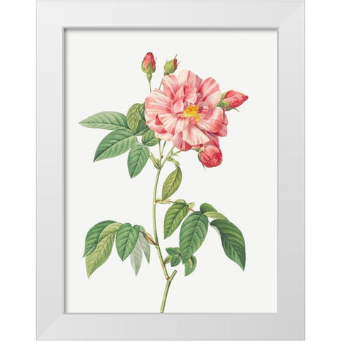 Rosa Mundi, French Rosebush with Varigated Flowers, Rosa gallica versicolor White Modern Wood Framed Art Print by Redoute, Pierre Joseph
