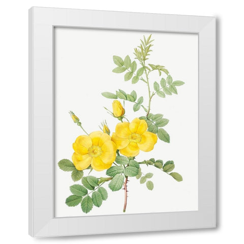 Sweetbriar Rose, Rosa rubignosa White Modern Wood Framed Art Print by Redoute, Pierre Joseph