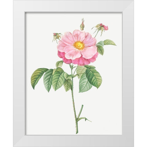 Marbled or speckled Provins rose, Rosa gallica flore marmoreo White Modern Wood Framed Art Print by Redoute, Pierre Joseph