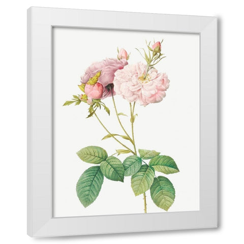 Celsiana Damask Rose, Rosa damascena celsiana White Modern Wood Framed Art Print by Redoute, Pierre Joseph
