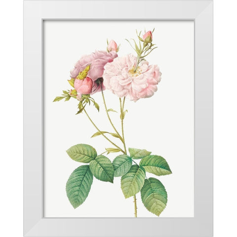 Celsiana Damask Rose, Rosa damascena celsiana White Modern Wood Framed Art Print by Redoute, Pierre Joseph