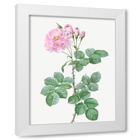 Aurora Poniatowska, Rosa damascena aurora White Modern Wood Framed Art Print by Redoute, Pierre Joseph