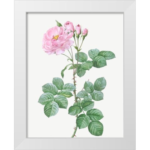 Aurora Poniatowska, Rosa damascena aurora White Modern Wood Framed Art Print by Redoute, Pierre Joseph