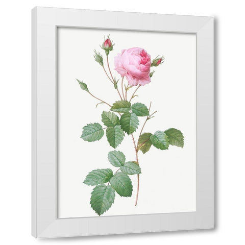 Crenate Leaved Cabbage Rose, Rosa centifolia crenata White Modern Wood Framed Art Print by Redoute, Pierre Joseph