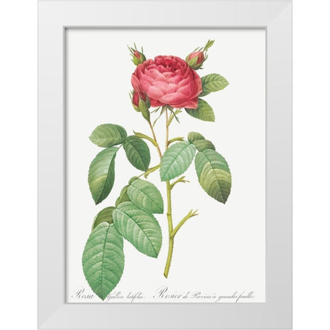 Gallic Rose, Rose of Provins with Large Leaves, Rosa gallica latifolia White Modern Wood Framed Art Print by Redoute, Pierre Joseph