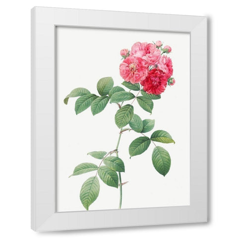 Seven Sisters Roses, Multiflora Rose with Large Leaves, Rosa multiflora platyphylla White Modern Wood Framed Art Print by Redoute, Pierre Joseph