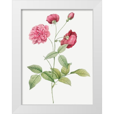 China Rose, Bengal Animating, Rosa indica dichotoma White Modern Wood Framed Art Print by Redoute, Pierre Joseph