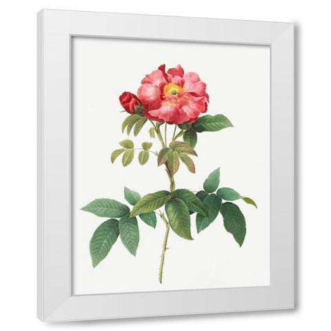 Bluish Leaved Provins Rose, Rosa gallica caerulea White Modern Wood Framed Art Print by Redoute, Pierre Joseph