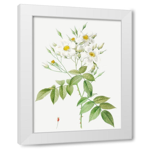 Musk Rose, Rosa moschata White Modern Wood Framed Art Print by Redoute, Pierre Joseph