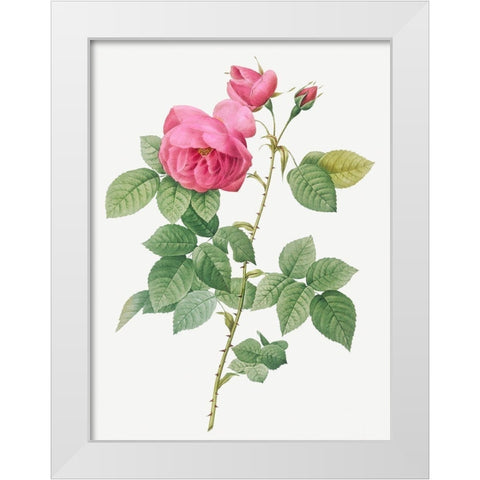 Bourbon Rose, Rosa canina burboniana White Modern Wood Framed Art Print by Redoute, Pierre Joseph