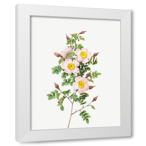 Rosa pimpinellifolia, Burnet Rose, Rosa pimpinelli-folia inermis White Modern Wood Framed Art Print by Redoute, Pierre Joseph