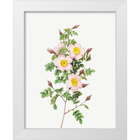 Rosa pimpinellifolia, Burnet Rose, Rosa pimpinelli-folia inermis White Modern Wood Framed Art Print by Redoute, Pierre Joseph