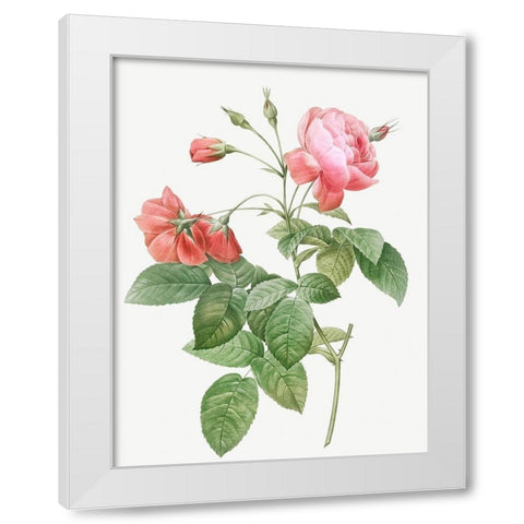 Boursault Rose, Rosebush with Leaning Buttons with Semi-Double Flowers White Modern Wood Framed Art Print by Redoute, Pierre Joseph