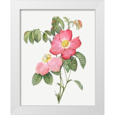 Pink French Rose, Provins Rosebush with Pink and Simple Flowers White Modern Wood Framed Art Print by Redoute, Pierre Joseph