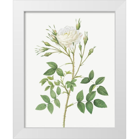 Rose of Rosenberg, Rosa rosenbergiana White Modern Wood Framed Art Print by Redoute, Pierre Joseph