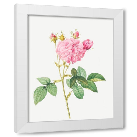 Agatha rose, Rosa gallica Agatha White Modern Wood Framed Art Print by Redoute, Pierre Joseph