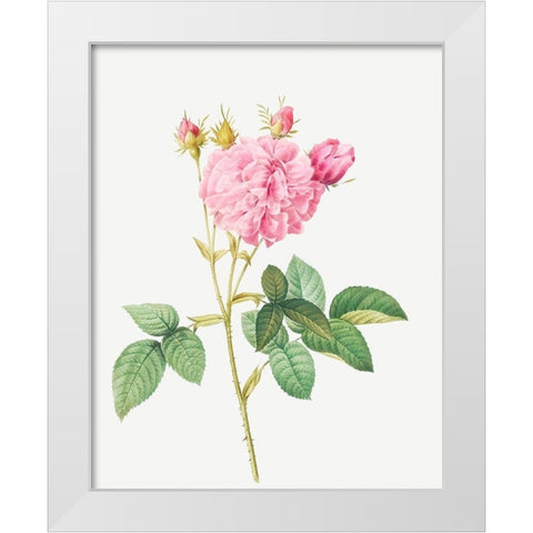 Agatha rose, Rosa gallica Agatha White Modern Wood Framed Art Print by Redoute, Pierre Joseph