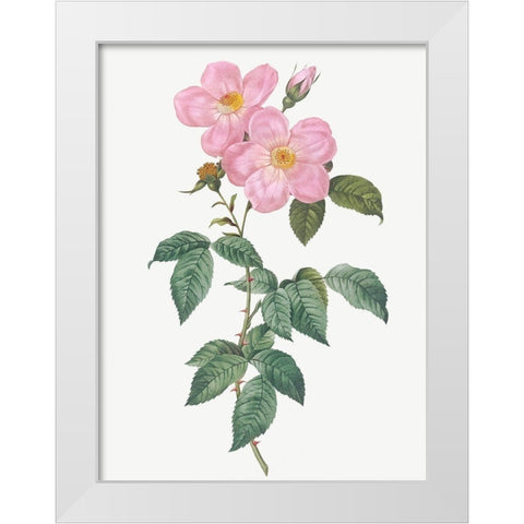 Single Tea Scented Rose, Rosa indica fragrans flore simplici White Modern Wood Framed Art Print by Redoute, Pierre Joseph