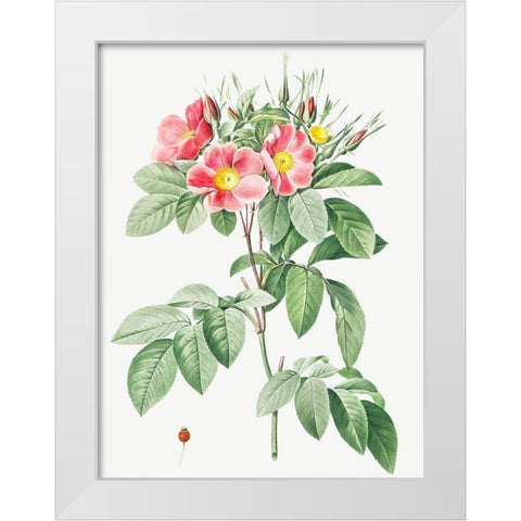 Pasture Rose, Highbush Carolina Rosebush, Rosa Carolina coryinbosa White Modern Wood Framed Art Print by Redoute, Pierre Joseph