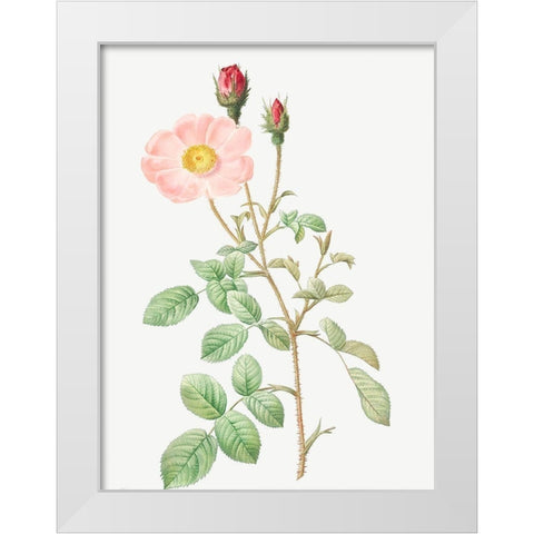 Musk Rose, Sparkling Rose, Rosa moschata White Modern Wood Framed Art Print by Redoute, Pierre Joseph