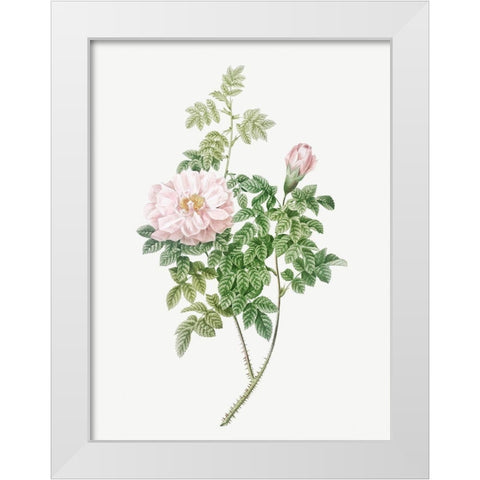 Ventenats Rose, Rose Bush, Rosa ventenatiana White Modern Wood Framed Art Print by Redoute, Pierre Joseph
