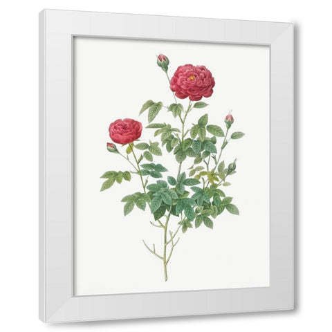 Burgundy Cabbage Rose, Pompon of Burgundy, Rosa pomponia Burgundiaca White Modern Wood Framed Art Print by Redoute, Pierre Joseph