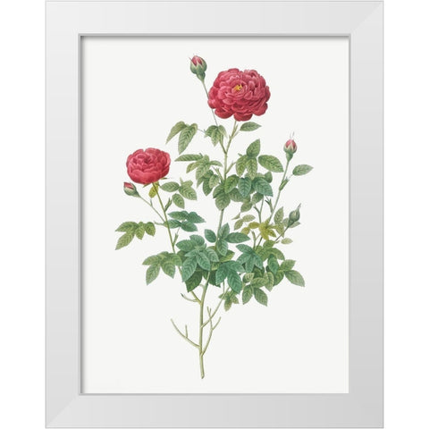 Burgundy Cabbage Rose, Pompon of Burgundy, Rosa pomponia Burgundiaca White Modern Wood Framed Art Print by Redoute, Pierre Joseph