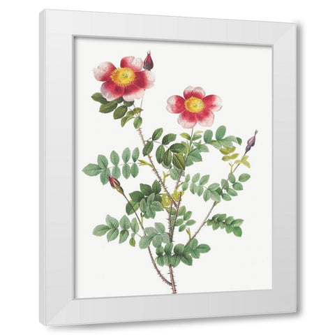 Burnet Rose, Rosa pimpinellifolia flore variegato White Modern Wood Framed Art Print by Redoute, Pierre Joseph