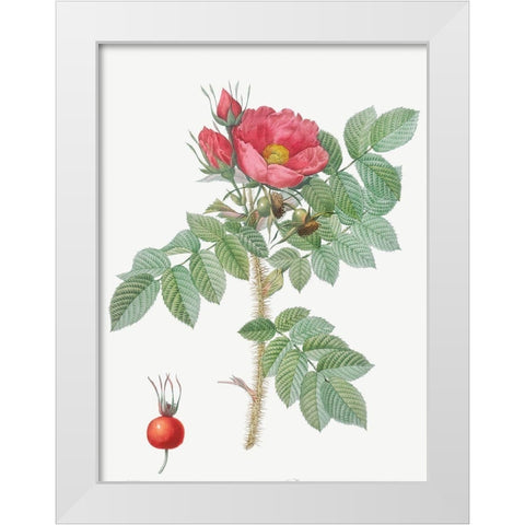 Kamtschatka Rose, Rosa kamtschatica White Modern Wood Framed Art Print by Redoute, Pierre Joseph