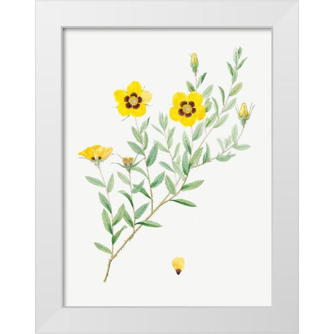 Rosa persica, Rose Leaved Rosebush, Rosa berberifolia White Modern Wood Framed Art Print by Redoute, Pierre Joseph