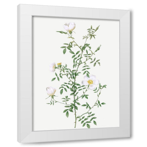 Myrtle Leaved Hedge Rose, Roses of Hayes with Myrtle Leaves, Rosa sepium Myrtifolia White Modern Wood Framed Art Print by Redoute, Pierre Joseph