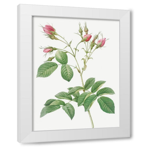 Evrats Rose with Crimson Buds, Rosa evratina White Modern Wood Framed Art Print by Redoute, Pierre Joseph