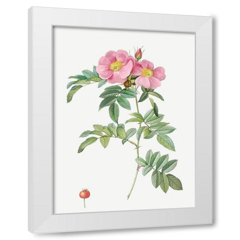 Rosa lucida, Shining Rose White Modern Wood Framed Art Print by Redoute, Pierre Joseph