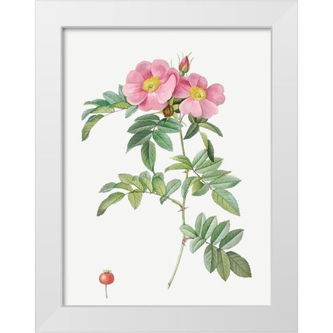 Rosa lucida, Shining Rose White Modern Wood Framed Art Print by Redoute, Pierre Joseph