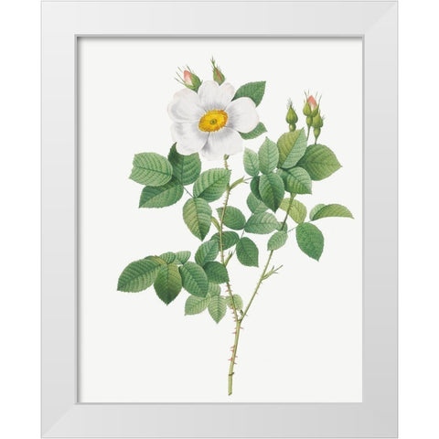 Twin Flowered White Rose, Rosebush with Geminate Flowers, Rosa geminata White Modern Wood Framed Art Print by Redoute, Pierre Joseph