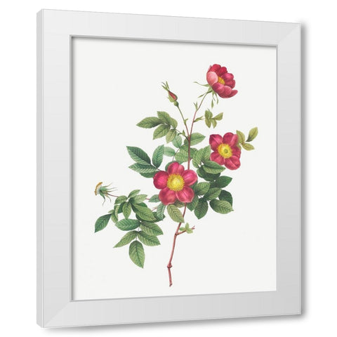 Alpine Rose, Common Alpine Rose Garden, Rosa Alpina vulgaris White Modern Wood Framed Art Print by Redoute, Pierre Joseph