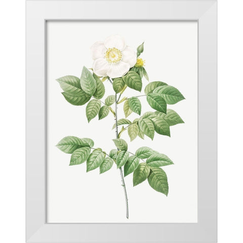 Leschenaults Rose, Rose Bush, Rosa sempervirens leschenaultiana White Modern Wood Framed Art Print by Redoute, Pierre Joseph