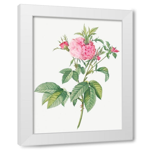 Agatha rose, Rosa gallica Agatha White Modern Wood Framed Art Print by Redoute, Pierre Joseph