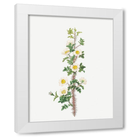 Scotch Rose, Rose tree with a thousand thorns, Rosa myriacantha White Modern Wood Framed Art Print by Redoute, Pierre Joseph