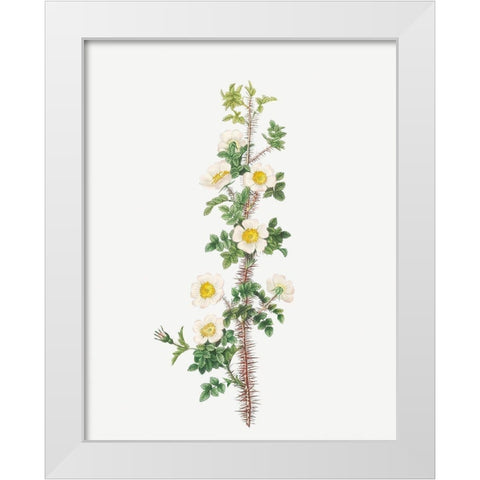 Scotch Rose, Rose tree with a thousand thorns, Rosa myriacantha White Modern Wood Framed Art Print by Redoute, Pierre Joseph