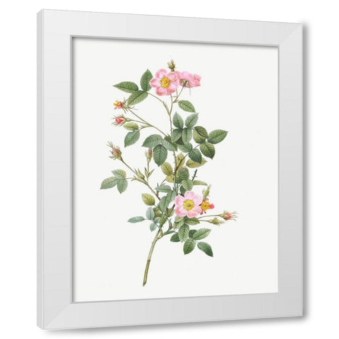 Pale Pink Pompon Rose, Rosa pomponia flore subsimplici White Modern Wood Framed Art Print by Redoute, Pierre Joseph
