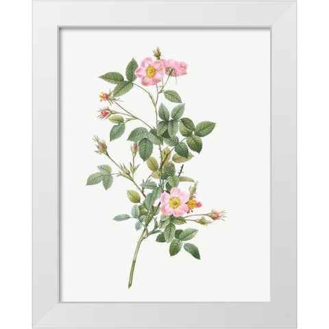 Pale Pink Pompon Rose, Rosa pomponia flore subsimplici White Modern Wood Framed Art Print by Redoute, Pierre Joseph