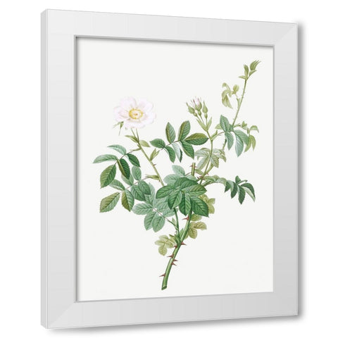 White Downy Rose, Cottony Rose, Rosa tomentosa White Modern Wood Framed Art Print by Redoute, Pierre Joseph